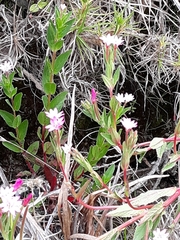 Epilobium ciliatum watsonii