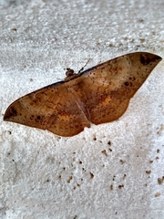 Hemeroblemma opigena