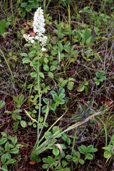 Stenanthium leimanthoides
