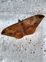 Hemeroblemma opigena