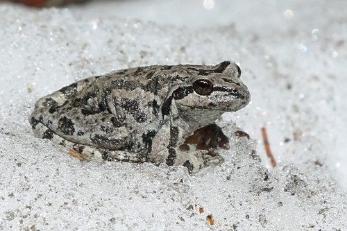 iNaturalist observation photo of Pacific chorus frog