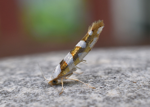 Argyresthia calliphanes photo 2