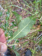 Auranticarpa rhombifolia