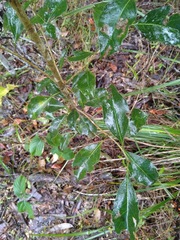 Auranticarpa rhombifolia