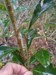 Auranticarpa rhombifolia