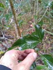 Auranticarpa rhombifolia