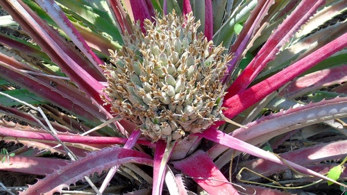 Bromelia hemispherica (Bromelia hemispherica)
