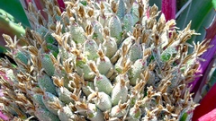 Bromelia hemisphaerica