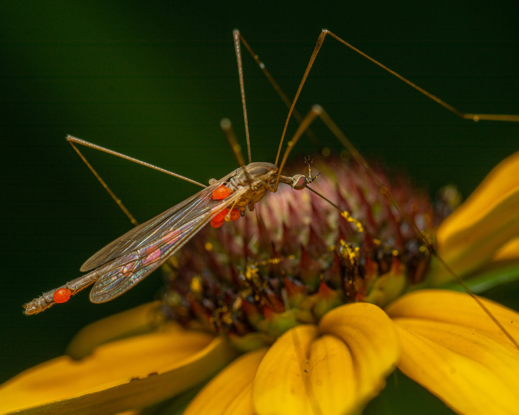 Toxorhina magna