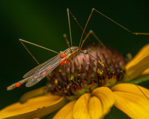 Toxorhina magna