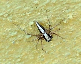Oxyopes tridens