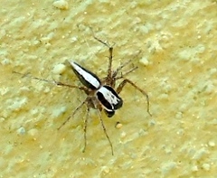 Oxyopes tridens