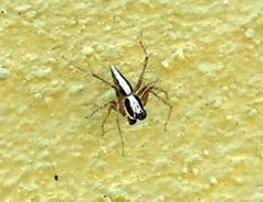 Oxyopes tridens
