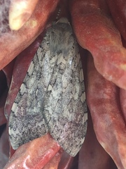 Pseudohemihyalea labecula