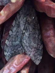 Pseudohemihyalea labecula