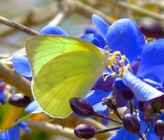 Aphrissa statira statira