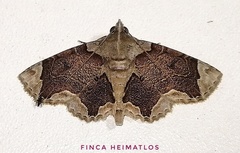 Dolichosomastis bicolorata