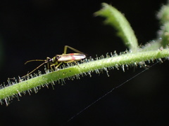 Tupiocoris californicus