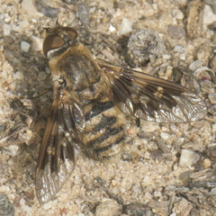 Thyridanthrax nugator