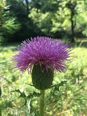 Cirsium pumilum