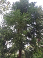 Cryptomeria