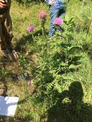 Cirsium pumilum