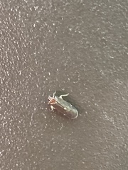 Synecdoche impunctata