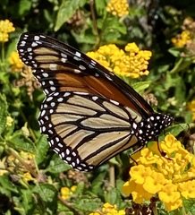 Danaus plexippus
