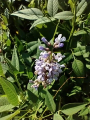 Orbexilum onobrychis