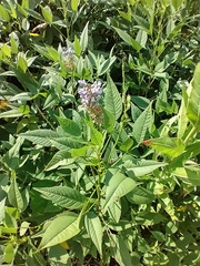 Orbexilum onobrychis