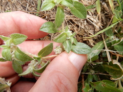 Gossypianthus lanuginosus