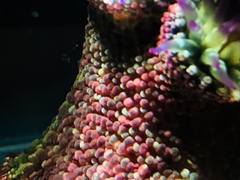 Bunodosoma californica