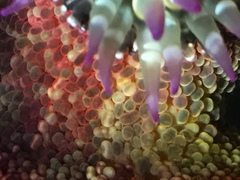 Bunodosoma californica