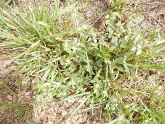 Gossypianthus lanuginosus