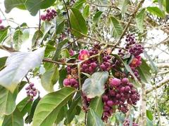 Eschweilera antioquensis