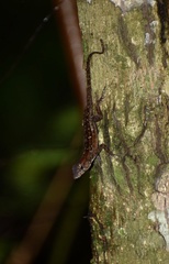 Anolis allogus