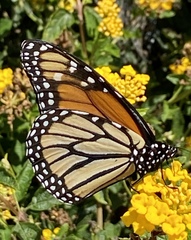 Danaus plexippus