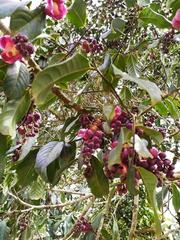 Eschweilera antioquensis