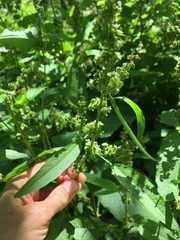 Rumex obtusifolius obtusifolius