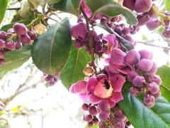 Eschweilera antioquensis