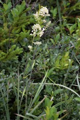 Stenanthium leimanthoides