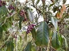 Eschweilera antioquensis