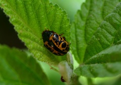 Calligrapha fulvipes