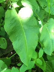 Rumex obtusifolius obtusifolius