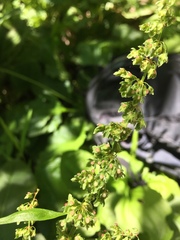 Rumex obtusifolius obtusifolius
