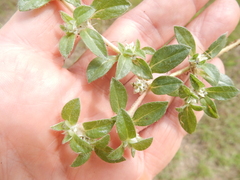 Gossypianthus lanuginosus