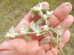 Gossypianthus lanuginosus