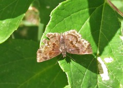 Antigonus funebris