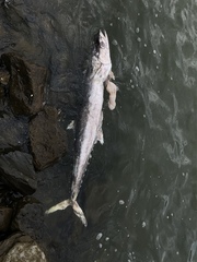 Scomberomorus cavalla