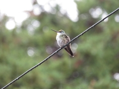 Saucerottia cyanocephala